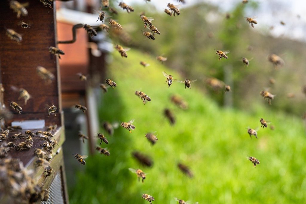 bees, insects, honey bees