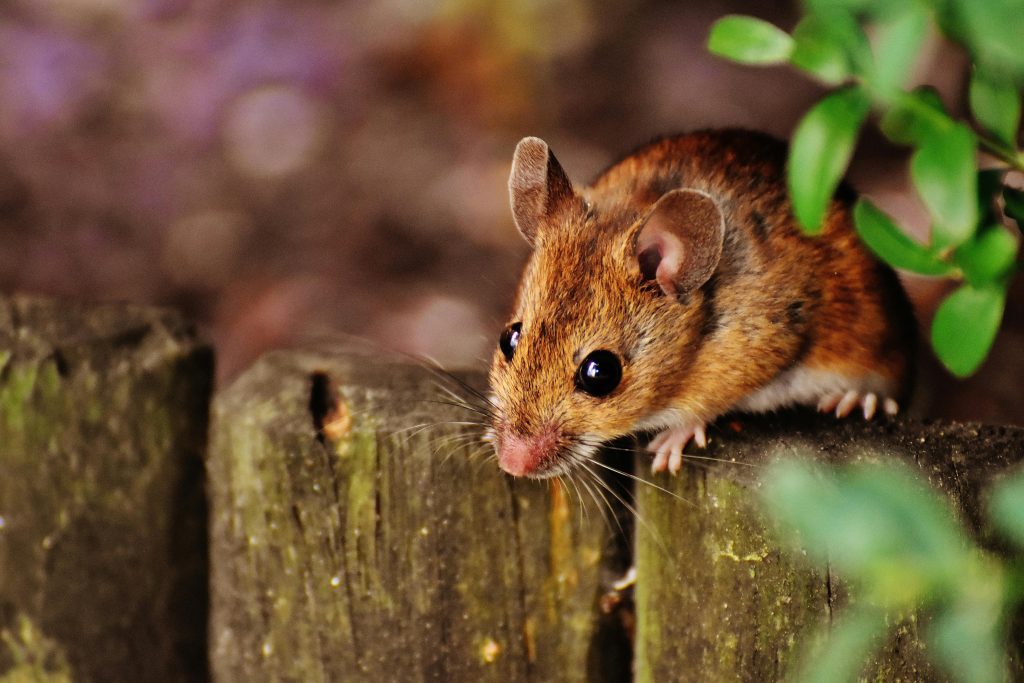 Selective Focus Photography of Brown Mouse