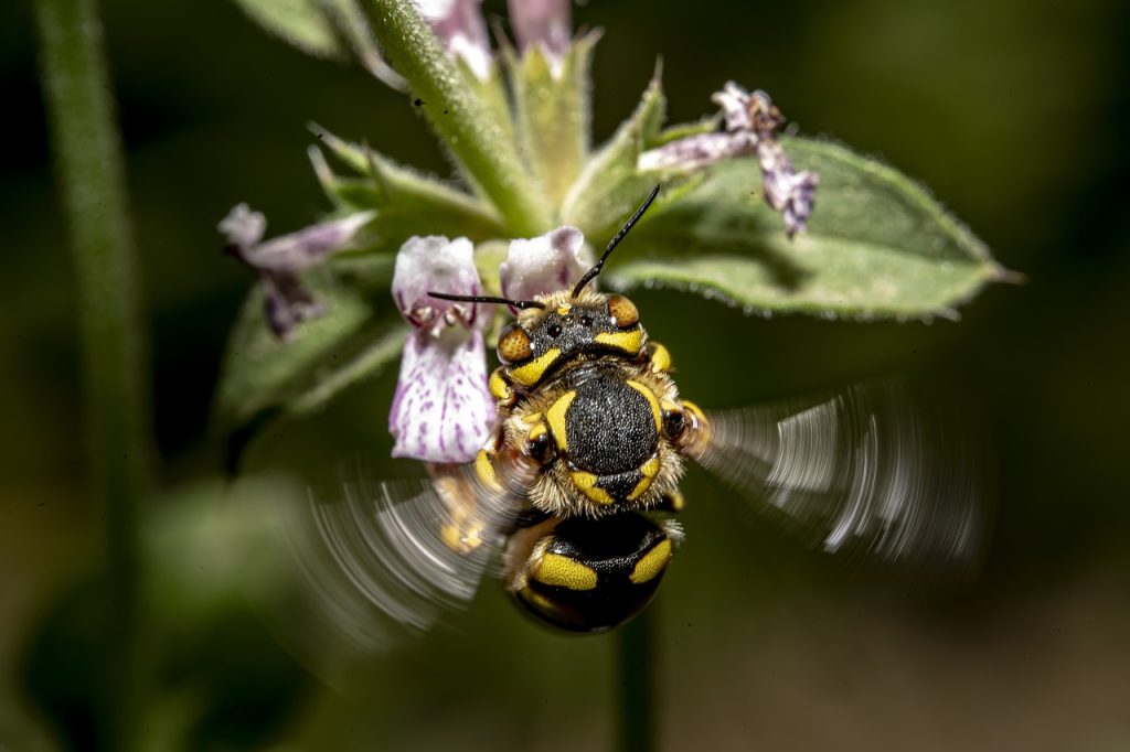 insect, bee, anthidium florentinum, macro, macrography, megachilidae, bees, wool carder bees, bee, bee, bee, bee, bee, bees, bees, bees, bees, bees