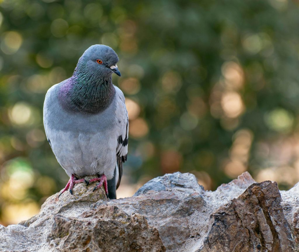 A feral pigeon perched on rocks with a blurred green background, close-up view.